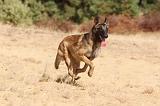 MALINOIS 127